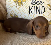 Rolo - Chocolate/Tan SH, SALE, a male Miniature Dachshund for sale in Hattiesburg, MS – Photo 6 of 10