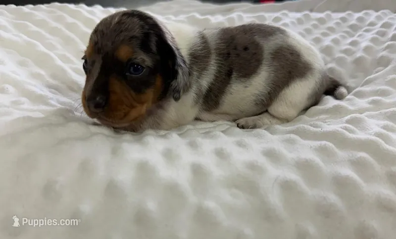 Skye - Silver Dapple Piebald