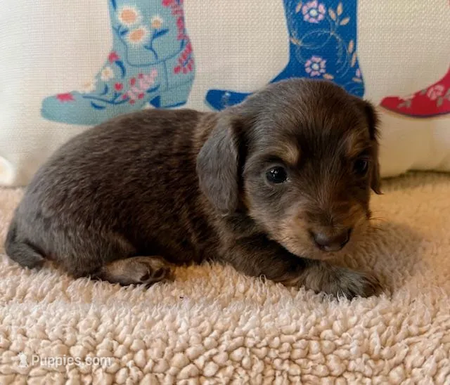 Sterling - Blue/Tan LH Male – Miniature Dachshund puppy for sale in Hattiesburg, MS