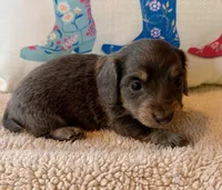 Sterling - Blue/Tan LH Male, a male Miniature Dachshund for sale in Hattiesburg, MS – 1 of 2