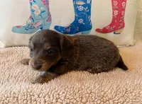 Sterling - Blue/Tan LH Male, a male Miniature Dachshund for sale in Hattiesburg, MS – 2 of 2