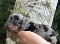 Gunner - Silver Dapple SH Male, a male Miniature Dachshund for sale in Hattiesburg, MS – 3 of 3