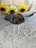 Jasper - Red Sable SH, a male Miniature Dachshund for sale in Hattiesburg, MS – 2 of 4