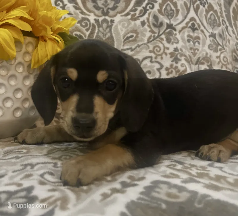 Willie - Black/Tan SH – Miniature Dachshund puppy for sale in Hattiesburg, MS