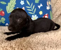 Jett, Solid Black SH, a male Miniature Dachshund for sale in Hattiesburg, MS – 4 of 9