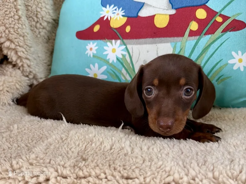 Bailey - Chocolate/Tan SH  – Miniature Dachshund puppy for sale in Hattiesburg, MS