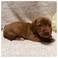 Teddy - Chocolate Based Red, a male Miniature Dachshund for sale in Hattiesburg, MS – Photo 1 of 2