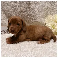 Teddy - Chocolate Based Red, a male Miniature Dachshund for sale in Hattiesburg, MS – Photo 2 of 2