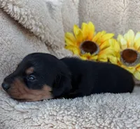Remington - Black/Tan LH, a male Miniature Dachshund for sale in Hattiesburg, MS – 2 of 2