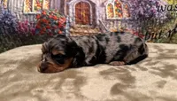 Adele - Silver Dapple LH, a female Miniature Dachshund for sale in Hattiesburg, MS – Photo 2 of 2