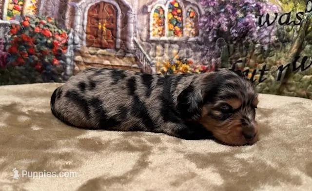 Adele - Silver Dapple LH – Miniature Dachshund puppy for sale in Hattiesburg, MS