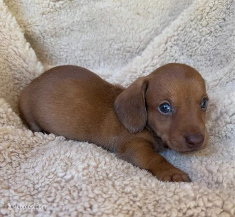 Cooper - Red Sable SH – Miniature Dachshund puppy for sale in Hattiesburg, MS