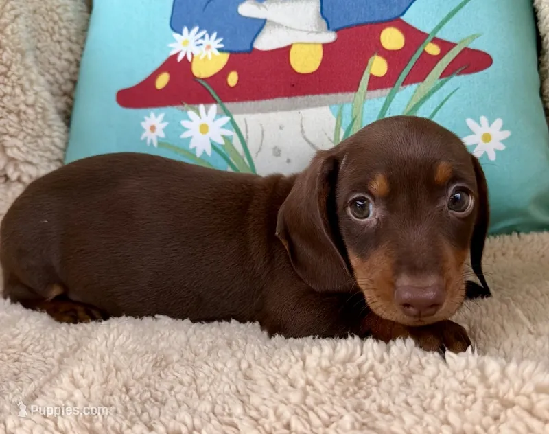 Rolo - Chocolate/Tan SH – Miniature Dachshund puppy for sale in Hattiesburg, MS
