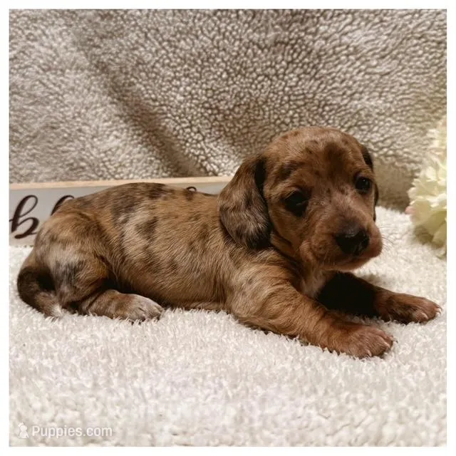 River - Chocolate Cream Dapple