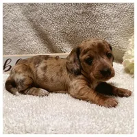 River - Chocolate Cream Dapple, a male Miniature Dachshund for sale in Hattiesburg, MS – Photo 1 of 3
