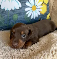 Rolo - Chocolate/Tan SH, a male Miniature Dachshund for sale in Hattiesburg, MS – 6 of 10
