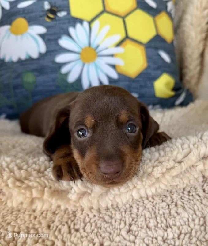 Rolo - Chocolate/Tan SH – Miniature Dachshund puppy for sale in Hattiesburg, MS