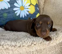 Rolo - Chocolate/Tan SH, a male Miniature Dachshund for sale in Hattiesburg, MS – 7 of 10