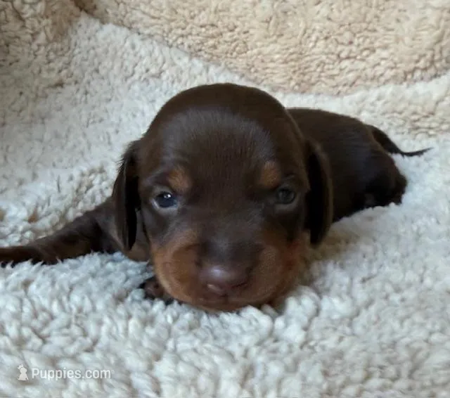 Rolo - Chocolate/Tan SH – Miniature Dachshund puppy for sale in Hattiesburg, MS