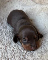 Rolo - Chocolate/Tan SH, a male Miniature Dachshund for sale in Hattiesburg, MS – Photo 2 of 3