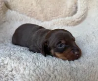 Rolo - Chocolate/Tan SH, a male Miniature Dachshund for sale in Hattiesburg, MS – Photo 3 of 3