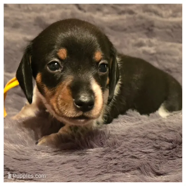 Millie - Blk/White Pie SH