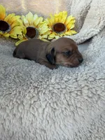 Jasper - Red Sable SH, a male Miniature Dachshund for sale in Hattiesburg, MS – 4 of 4