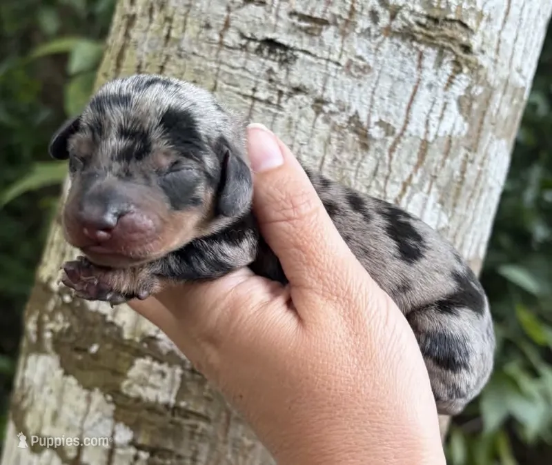 Gunner - Silver Dapple SH Male – Miniature Dachshund puppy for sale in Hattiesburg, MS