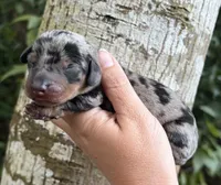 Gunner - Silver Dapple SH Male, a male Miniature Dachshund for sale in Hattiesburg, MS – 1 of 3