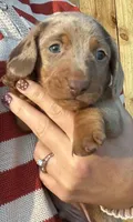 Panzer - Chocolate Dapple SH, a male Miniature Dachshund for sale in Hattiesburg, MS – 3 of 4