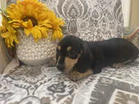 Willie -Black/Tan SH Male, a male Miniature Dachshund for sale in Hattiesburg, MS – 3 of 4