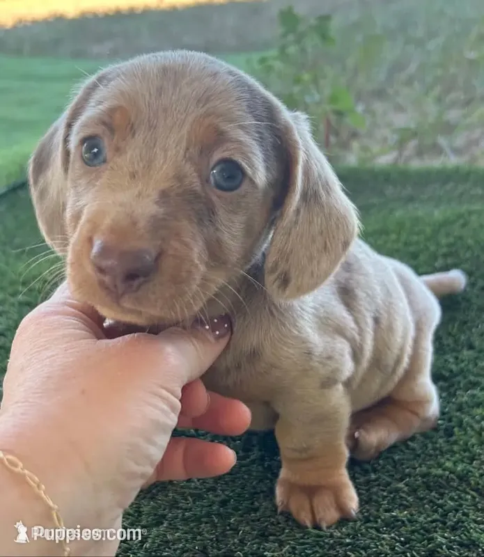 Panzer - Chocolate Dapple SH – Miniature Dachshund puppy for sale in Hattiesburg, MS
