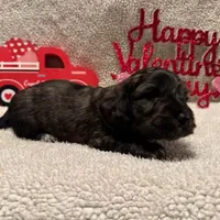 Loki - Brindle LH, a male Miniature Dachshund for sale in Hattiesburg, MS – Photo 8 of 10