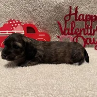 Loki - Brindle LH, a male Miniature Dachshund for sale in Hattiesburg, MS – Photo 9 of 10