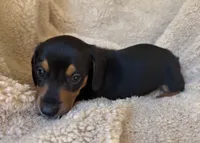 Remington - Black/Tan SH, a male Miniature Dachshund for sale in Hattiesburg, MS – 4 of 5