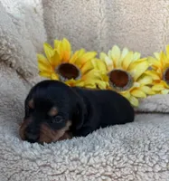 Remington - Black/Tan LH, a male Miniature Dachshund for sale in Hattiesburg, MS – 1 of 2