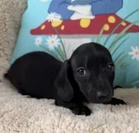 Jett, Solid Black SH, a male Miniature Dachshund for sale in Hattiesburg, MS – 2 of 9