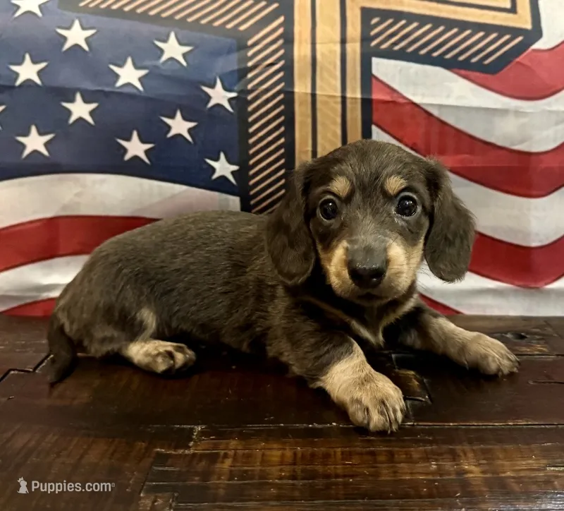 Willow -Blue/Tan LH – Miniature Dachshund puppy for sale in Hattiesburg, MS