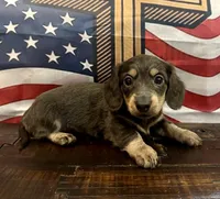 Willow -Blue/Tan LH, a female Miniature Dachshund for sale in Hattiesburg, MS – 1 of 4