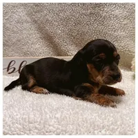 Daisy -Black/Tan SH, a female Miniature Dachshund for sale in Hattiesburg, MS – Photo 2 of 2