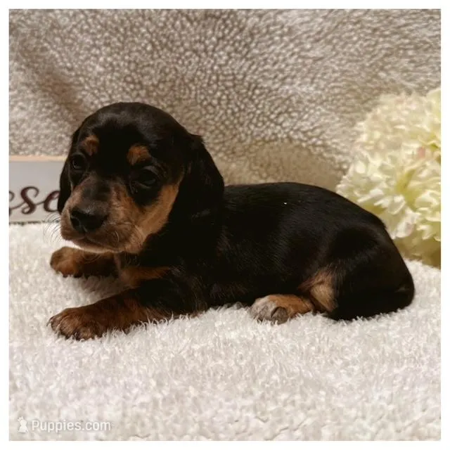 Daisy -Black/Tan SH