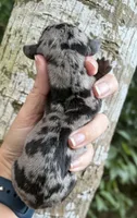 Gunner - Silver Dapple SH Male, a male Miniature Dachshund for sale in Hattiesburg, MS – 2 of 3