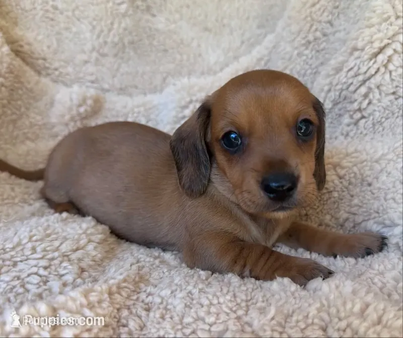 Jasper - Red Sable SH – Miniature Dachshund puppy for sale in Hattiesburg, MS