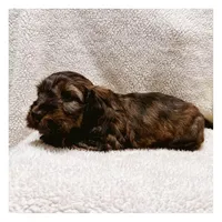 Loki - Brindle LH, a male Miniature Dachshund for sale in Hattiesburg, MS – Photo 6 of 10