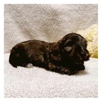 Loki - Brindle LH, a male Miniature Dachshund for sale in Hattiesburg, MS – Photo 5 of 10