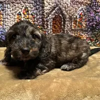Loki -Brindle Wirehire, a male Miniature Dachshund for sale in Hattiesburg, MS – Photo 2 of 8