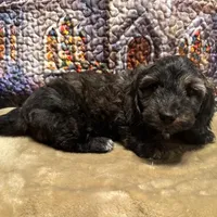 Loki - Brindle LH, a male Miniature Dachshund for sale in Hattiesburg, MS – Photo 2 of 10