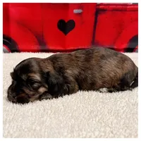 Loki - Brindle LH, a male Miniature Dachshund for sale in Hattiesburg, MS – Photo 10 of 10