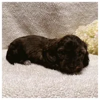 Loki - Brindle LH, a male Miniature Dachshund for sale in Hattiesburg, MS – Photo 4 of 10