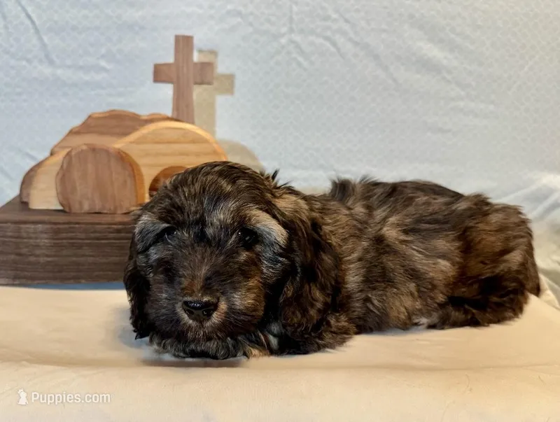 Loki -Brindle Wirehire – Miniature Dachshund puppy for sale in Hattiesburg, MS